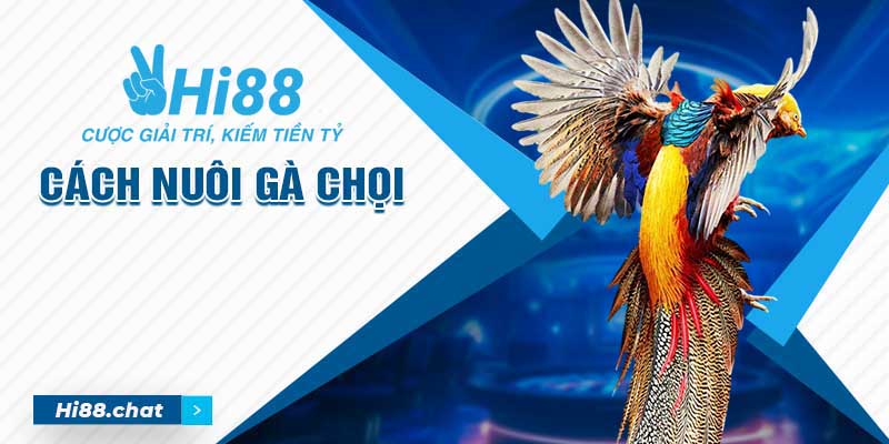 Cách Nuôi Gà Chọi Chuẩn Từ Cao Thủ - Cẩm Nang Mới Nhất 3 cách nuôi gà chọi